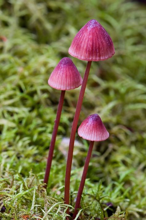 Lovely Pink Mycena Mushrooms (Mycena kuurkacea or Mycena toyerlaricola) ~ By JJ Harrison Unusual Mushrooms, Mycena Mushroom, Pink Mushrooms, Mushroom Plant, Lichen Moss, Plant Study, Mushroom Pictures, Garden Mushrooms, Nature Projects