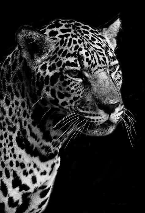 Jaguar Portrait by Brenden Scott - Fun fact: Jaguars are the largest cats in the Western Hemisphere and the third largest overall. Only lions and tigers are bigger. Jaguar Portrait, Jaguar Animal, Wild Animal Wallpaper, Kamakura, Black And White Aesthetic, Large Cats, Leopards, Animal Wallpaper, White Photo