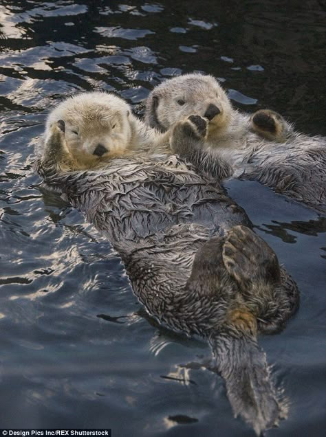 Sea Otters Holding Hands, Otter Facts, Otters Holding Hands, Significant Otter, Otters Cute, Otter Love, Fun Facts About Animals, Sea Otters, Vancouver British Columbia