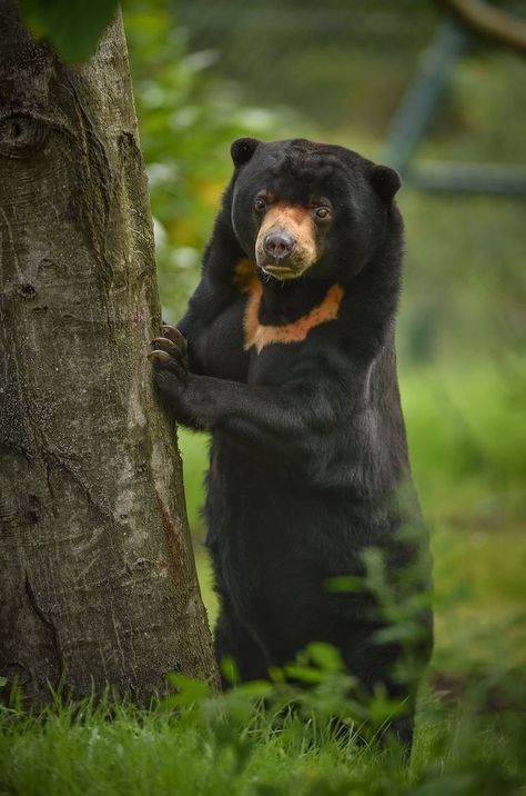 Sloth Bear Malayan Sun Bear, Asian Black Bear, Sun Bear, Moon Bear, Sloth Bear, Bear Paintings, Tropical Animals, Funny Af, Bear Bear