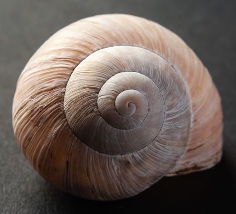 #Shell of a #snail. Often, #spirals were mean to symbolize #fertility in a woman. Clay Tray, Water Coloring, Snail Shell, Vehicle Design, Nature Landscape, A Circle, Marie Claire, 3d Design, Art References