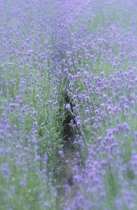 Lavender And Sage Green Aesthetic, Lavender Green Aesthetic, Green Lavender Aesthetic, Lavender And Sage Aesthetic, Lavender And Green Aesthetic, Lavender Widgets, Canadian Countryside, Dirty Matcha, Lavender Collage