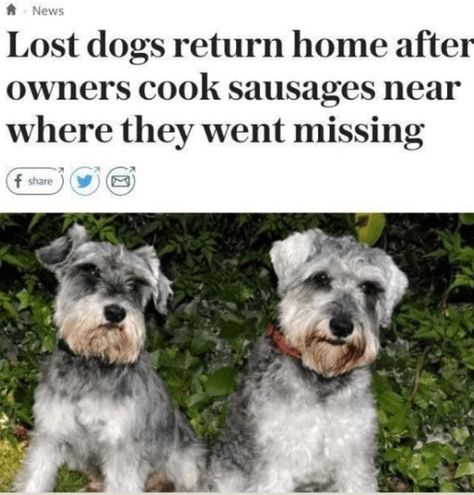 As the saying goes, fact can often be stranger than fiction. These 15 funny news headlines sure capture just how weird and funny reality can get.#funny animals # animal news # headline news # funny headlines # wtf # weird headlines Funny News Headlines, Funny Headlines, Funniest Animals, Positive Memes, Meme Show, Funny Memes About Life, Funny News, Daily Funny, Losing A Dog