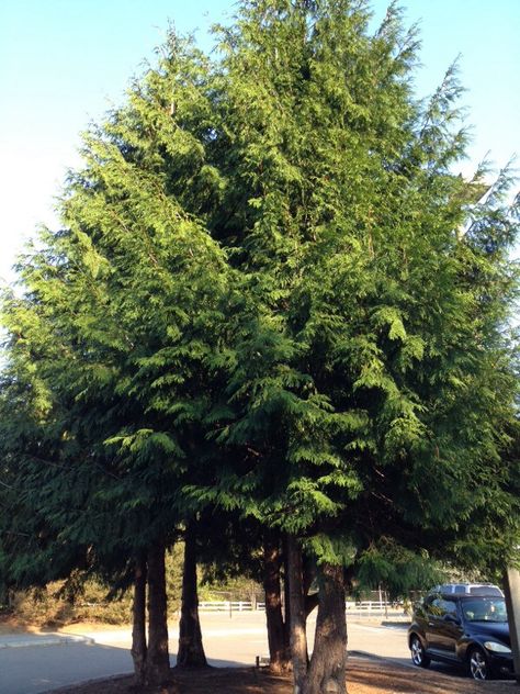 Excelsa Western Red Cedar - http://www.gardenanswers.com/trees/excelsa-western-red-cedar/ Western Red Cedar Tree, Decaying Leaves, English Laurel, Farm Orchard, Thuja Plicata, Plant Combos, Broadleaf Evergreen, Planting Design, Secret Wedding