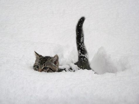 Snow Cat Playing In The Snow, Cute Kittens, Pusheen, Crazy Cat Lady, 귀여운 동물, Animals Friends, Crazy Cats, Cat Love, The Snow