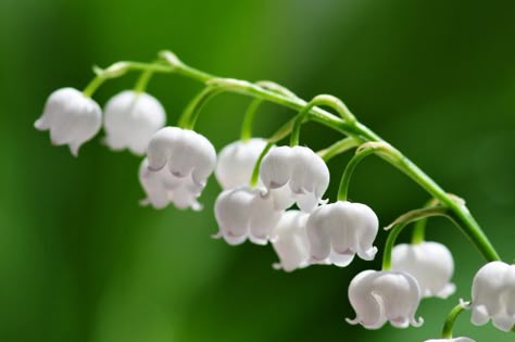 Drop Dead Gorgeous: 8 of the World's Most Poisonous Flowers - The Shutterstock Blog Poison Garden, Making Plant Pots, Lily Of The Valley Flowers, Diffuser Oil, Valley Flowers, Poisonous Plants, Popular Flowers, Fragrant Flowers, Shade Plants