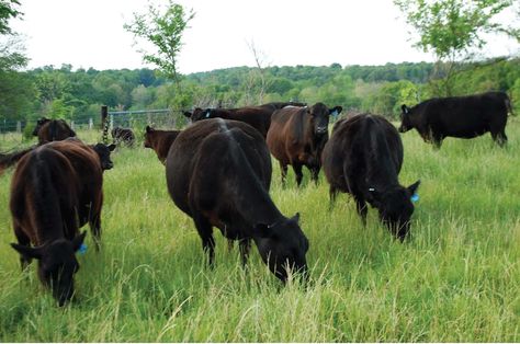 Amp up the energy to enhance winter grazing and grass-fed beef production Rotational Grazing, Pasture Management, Ferdinand The Bulls, Energy Diet, Farming Life, Homestead Ideas, Blue Heeler Dogs, Shih Tzu Funny, Farm Living