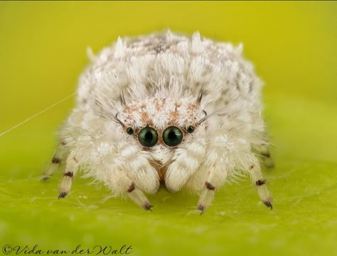 Cute Spiders, Arachnids Spiders, Jumping Spiders, Cool Insects, Creepy Crawlers, Cool Bugs, Jumping Spider, Beautiful Bugs, Creepy Crawlies