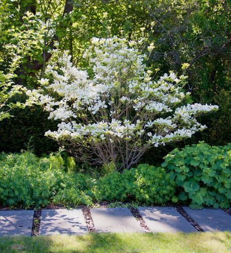 Cornus Kousa, Backyard Plan, Garden Flower Beds, Corner Garden, Planting Plan, Garden Shrubs, White Gardens, Garden Trees, Garden Cottage