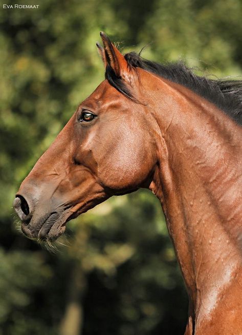 Horse Photo Reference, Horse Reference Photos Head, Horse Head Reference, Horse Head Photography, Horse Reference Photos, Horse Head Drawing, Horses Head, Horse Heads, Horse Profile