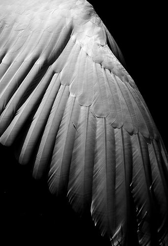 Wings of Desire by The Green Album, via Flickr swan wing... Wings Of Desire, Seraph Angel, Ange Demon, Wings Art, Feather Wings, White Wings, Foto Art, White Photo, Fallen Angel