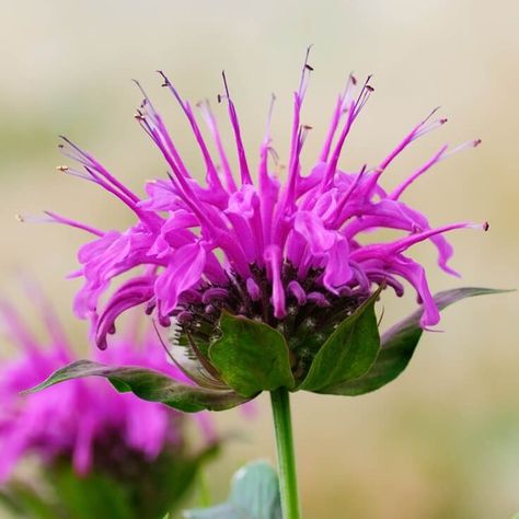 How to grow and harvest wild Bergamot. Bergamot Plant, Bergamot Flower, Bee Balm Plant, Wildflower Mural, Wild Bergamot, Shapes In Nature, Chicken Fence, Medical Plants, Kitchen Herb Garden