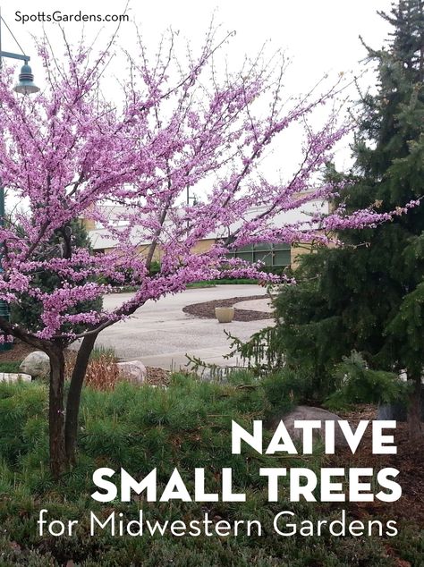 Native Small Trees for Midwestern Gardens Pagoda Dogwood Tree, Dogwood Tree Landscaping, Small Landscape Trees, Michigan Landscaping, Pagoda Dogwood, Part Shade Plants, Tupelo Tree, Tiny Gardens, Minnesota Landscaping