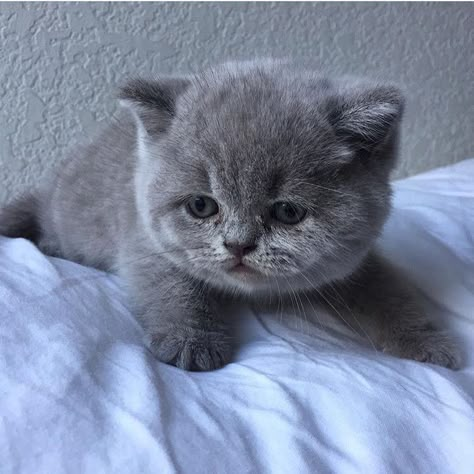 British Shorthair Kittens, Grey Kitten, Cute Small Animals, Cute Kawaii Animals, British Shorthair Cats, Cute Kittens, Blue Cats, Cute Cats And Dogs