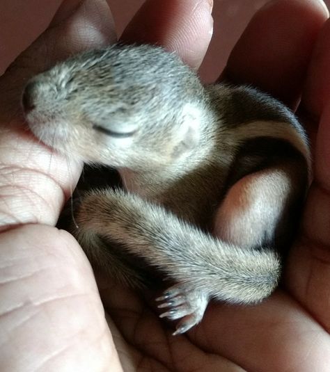 indian baby squirrel Baby Squirrel Care, Talented Baby Squirrel, Northern Flying Squirrel, Indian Giant Squirrel, Squirrel Eating Nut, Indian Baby, Malabar Giant Squirrel, Baby Squirrel, Pet Care