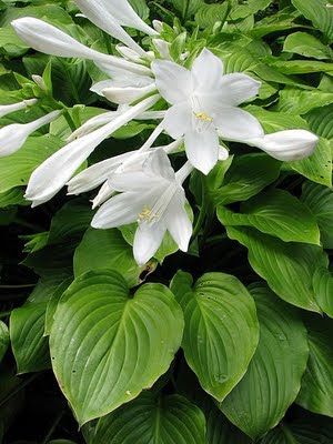 The Assumption Lily and Our Lady -  The Assumption Lily is actually a variety of hosta -- the hosta plantaginea, native to China & Japan. It was given its Marian name when it was brought to Europe.  It is the only species of hosta that is highly fragrant, making even more significant its association with the Assumption of Our Lady into heaven.  The Assumption Lily, aka the plantain lily or August lily, blooms during August and is  associated with Assumption Day on 8/15. Hosta Plantaginea, Plantain Lily, Hosta Plants, Growing Grapes, Ornamental Plants, White Gardens, Fragrant Flowers, Shade Plants, Garden Cottage