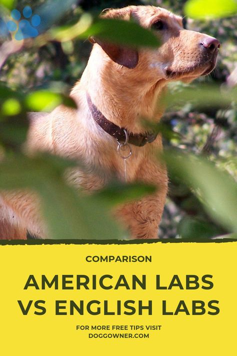 Another great debate, what is the difference between American Labs and English Labs? #labradorretriever #dogs English Vs American, American Labrador, English Labrador, English Lab, What Is The Difference Between, Dog Training Tips, Training Your Dog, Training Tips, Dog Training