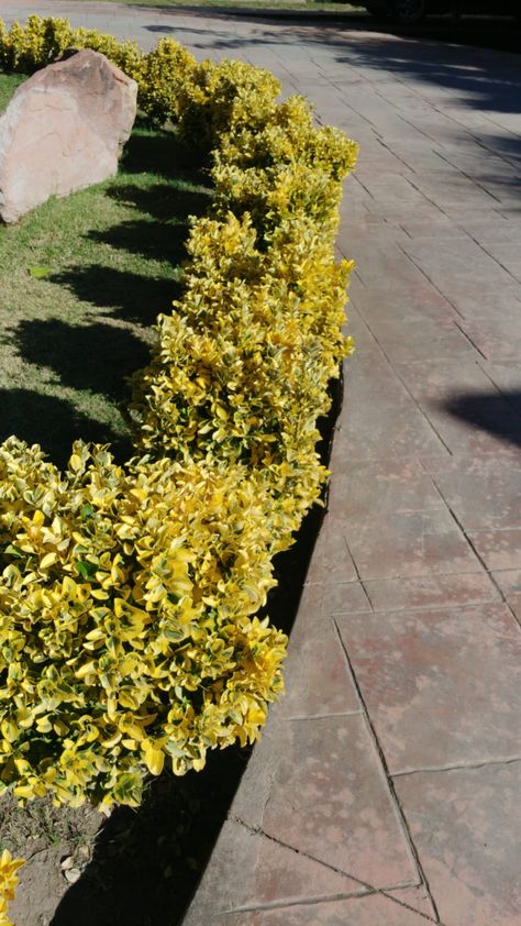 Golden Euonymus, Plant Reference, Zone 5, Hedges, Plants, Flowers