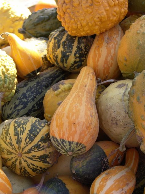 Ornamental Gourds, How To Dry Gourds, Fall Gourds, Learn Watercolor Painting, Decorative Gourds, Learn Watercolor, Gourds Crafts, Painted Gourds, Harvest Time