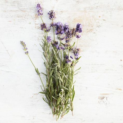 Herbs 101: Get to Know Lavender, Rosemary, Fennel, and More Rosemary Lavender, Lavender Rosemary, Fennel, Better Homes And Gardens, Better Homes, Rosemary, Garden Plants, Lavender, Herbs