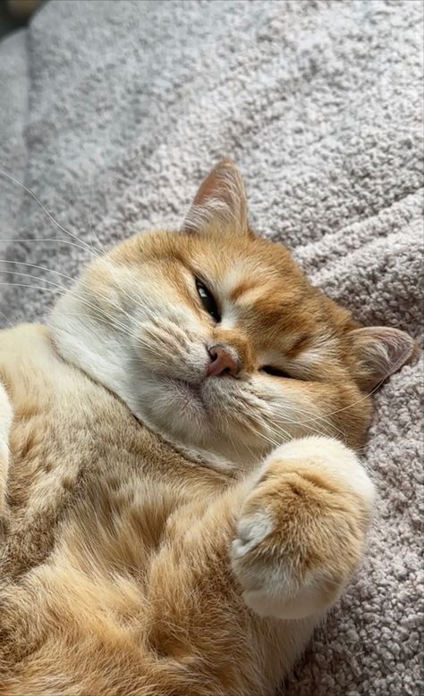 British Shorthair Cats Orange, English Shorthair Cat, Golden British Shorthair Kitten, British Shorthair Cats Aesthetic, Ginger British Shorthair, British Shorthair Cats Golden, Orange British Shorthair, Golden British Shorthair, Cute British Shorthair