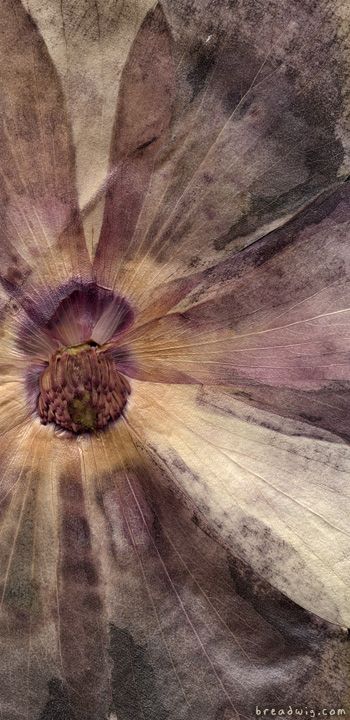 рjʍ Dusty Purple Wallpaper, Dusty Purple, Deco Floral, Color Textures, Shades Of Purple, Textures Patterns, A Flower, Color Inspiration, Flower Power