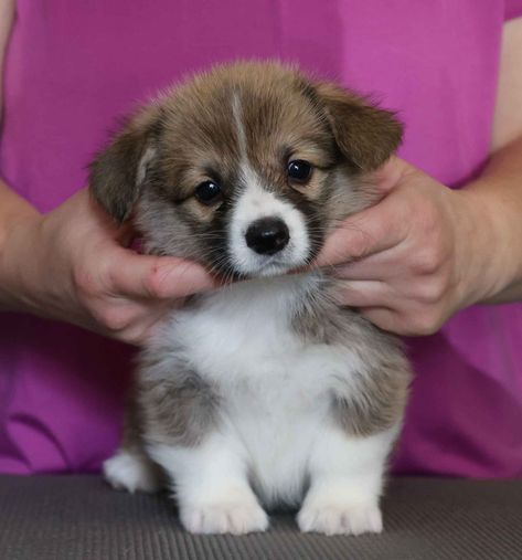 Bespoke Pembroke Welsh Corgis Has Pembroke Welsh Corgi Puppies For Sale In Bordentown, NJ Corgi Puppies For Sale, Pembroke Welsh Corgi Puppies, Corgi Puppies, Welsh Corgi Puppies, Lancaster Puppies, American Kennel Club, Pembroke Welsh Corgi, Welsh Corgi, Puppies For Sale