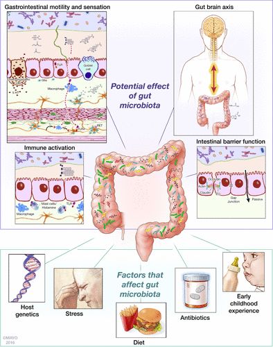 Fig. 1. Gut Brain, Gi Tract, Gut Microbiota, Natural Antibiotics, Irritable Bowel, Endocrine System, Gut Microbiome, Abdominal Pain, Health Science