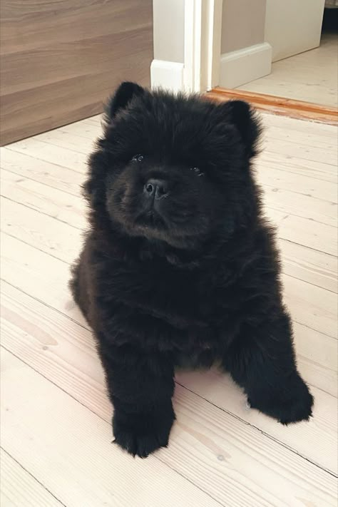 Chow chow dog, teddy bear dog, fluffy dogs, baby bear, dog, cute dog, chow chow puppy, fluffy dog, lion dog, long fur chow chow, black chow chow, kiinanpystykorva, fluffy puppy, long hair chow chow, teddy dogs, dog aesthetic, dog inspo, cute puppy, puppies, puppys, Chow Chow Puppy Aesthetic, Black Chow Chow Puppies, Chow Chow Dog Puppy, Dog Chow Chow, Chow Dog Breed, Black Chow Chow, Chow Chow Puppies, Puppy Fluffy, Chow Puppies