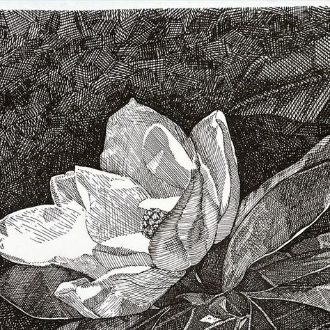 Malene Harboe on Instagram: "There were a few things I forgot to correct before I posted the reel of this magnolia. Here is a still of what I think is the finished one.   It’s part of Inktober’s #inktober52 where the prompt was history  #inktober52history  First flowering plant on earth is believed to resemble a magnolia.   I’m following a drawing course by @ioanapioaru, learning hatching technique for drawing flowers. Since patience when drawing (not in anything else in life 😅) seems to be my superpower I wondered if this kind of inking could be for me. I like black and white ink drawings because they can look so elegant. Still a color lover though." Plant Ink Drawings, Ink Still Life, Drawing Course, Drawing Flowers, White Plants, Natural Line, Plant Drawing, Ink Drawings, Magnolia Flower