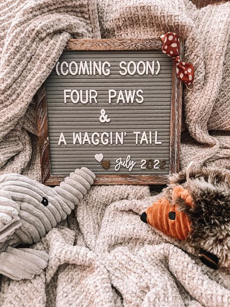 Puppy Announcement Ideas Funny, Puppy Announcement Photoshoot, Puppy Reveal Ideas, Puppy Announcement Ideas, Dog Adoption Announcement, Puppy Reveal, New Puppy Announcement, Dog Announcement, Pet Announcement