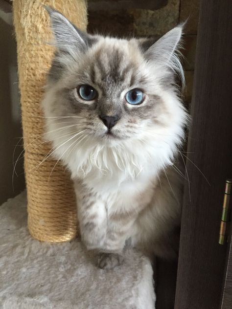 Grey Ragdoll Kitten, Serbian Cat, Light Grey Cat, Long Haired Kittens, Siberian Forest Cat, Grey Kitten, Gray Cat, Siberian Cat, Grey Cat