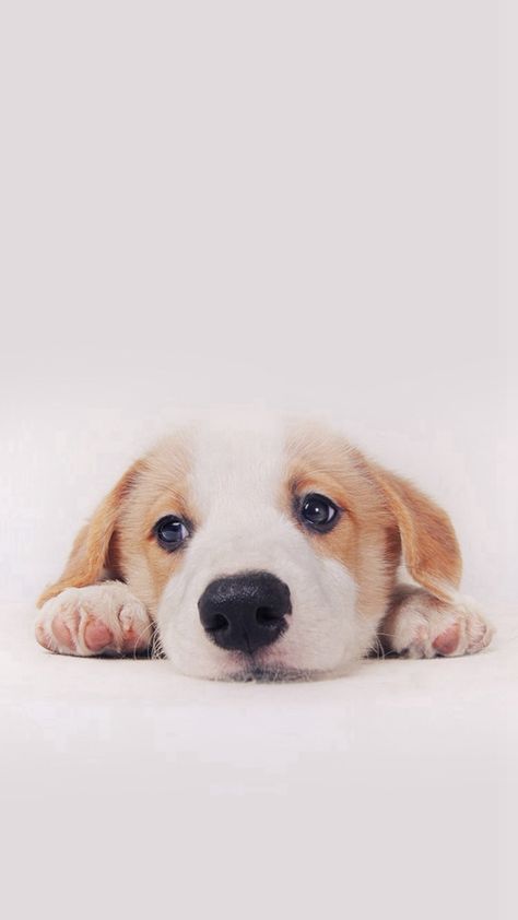 Cute Puppy Dog Pet #iPhone #6 #plus #wallpaper Dog Wallpaper Iphone, Dog Background, Cute Puppy Wallpaper, Cute Dog Wallpaper, Puppy Wallpaper, Dog Phone, Dog Wallpaper, Puppy Care, Pet Puppy