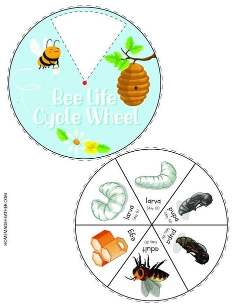 Bee Cycle Life, Bee Worksheets Free Printable, Bumble Bee Activities, Bee Anatomy, Bee Activity, Honey Bee Life Cycle, Bees For Kids, Bee Project, Bee Life Cycle