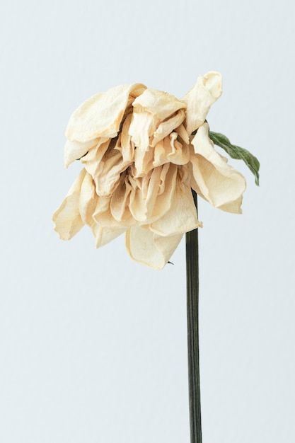 Dried white flower on a white background | Free Photo #Freepik #freephoto #dried-flowers #dead-flower #botanical-background #blue-leaves Wilted Rose, Wilted Flowers, Flower Window, Plant Diseases, Chrysanthemum Flower, Yellow Tulips, Clear Glass Vases, Idea Board, Dried Lavender