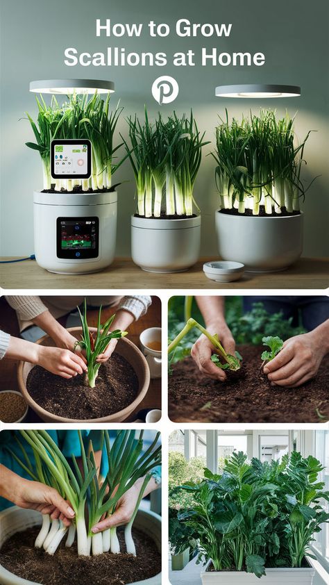 Learn how to easily grow scallions indoors with minimal effort and space! 🌞 Whether from seeds or store-bought scallions, this step-by-step guide helps you cultivate fresh green onions right on your windowsill. Perfect for small kitchens and first-time gardeners! #SmartPlantStore #IndoorGardening #GrowScallions #GreenOnions #HomeGarden #HealthyEating #KitchenGarden #RegrowScallions Plant Store, Gardening Guide, Small Kitchens, Indoor Gardening, Leafy Greens, Fresh Green, Kitchen Garden, Green Onions, How To Grow