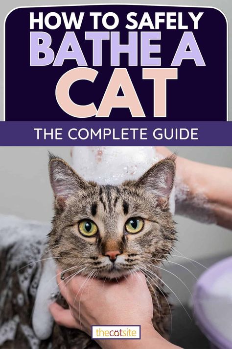 How To Safely Bathe A Cat: The Complete Guide - TheCatSite How To Give A Cat A Bath, How To Bathe A Cat, Funny Captions For Instagram, Funny Cats Wallpaper, Captions For Instagram Funny, Cat Themed Accessories, Funny Couple Pictures, Cat Shampoo, Funny Cat Faces