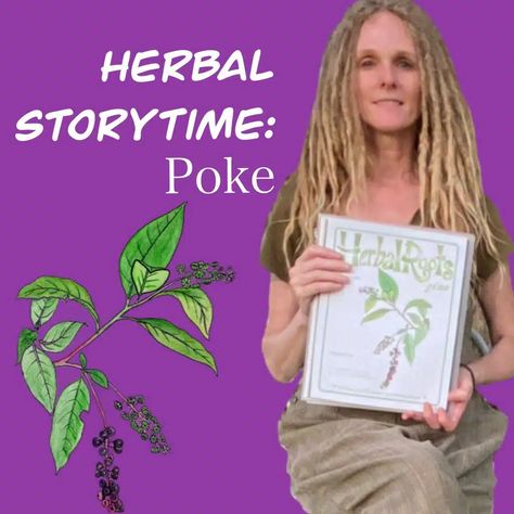 Yes, you can use Poke as a medicinal herb! - Herbal Roots zine Poke Root Benefits, Poke Plant, How To Make Yarrow Tincture, Plant Remedies Herbal Medicine, Poke Root, Plant Uses, Yarrow Spiritual Properties, Best Foraging Books, Herb Books Herbal Medicine