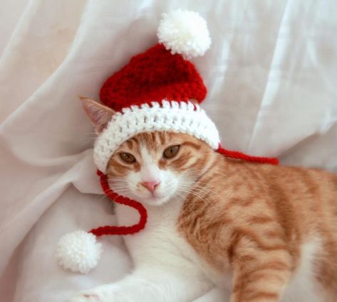 Santa Hat for Cats Cat Santa Hat Holiday Cat Hat Christmas | Etsy Cat Christmas Costumes, Cat Christmas Hat, Cat Hat Pattern, Cat Santa Hat, Crochet Santa Hat, Crochet Christmas Hats, Crochet Cat Hat, Christmas Crochet Pattern, Santa Cat