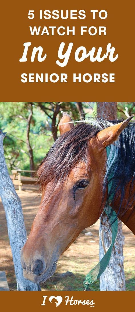 As long as you know what to look out for, you can help ensure your horse has a long, healthy life. Do you know what symptoms to watch out for? #iHeartHorses #seniorhorse Senior Horse Care, Horse Age, Horse Nutrition, Healthy Horses, Horse Care Tips, Horse Info, Equestrian Helmet, Horse Tips, All About Horses