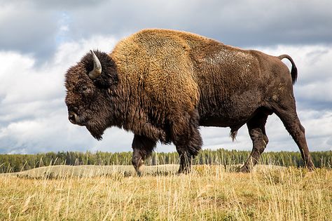 I find it fitting that the very lost shot of Yellowstone was this bison. [Explored October 18, 2014. Thank you.] Bison Pictures, Buffalo Pictures, Bison Tattoo, Bison Photo, Buffalo Animal, Bison Art, Buffalo Art, Grizzly Bears, American Bison