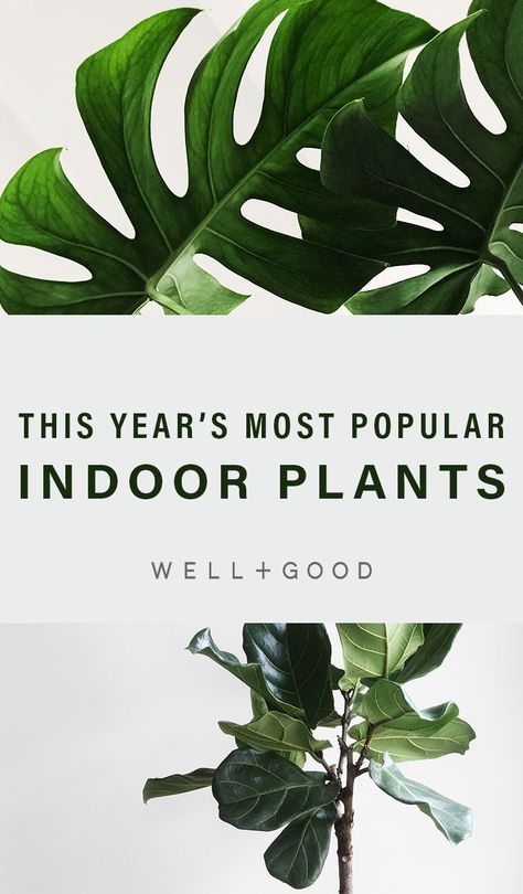 indoor plants Hanging Plants Diy, Making Plant Pots, Trendy Plants, Flower Pot Design, Hanging Plants Indoor, Interior Plants, Fiddle Leaf, House Plants Decor, Colorful Plants