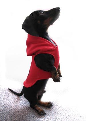 35 DIY Dog Coats Dog Hoodie Pattern, Dog Jacket Patterns, Pet Clothes Patterns, Diy Dog Sweater, Dog Clothes Patterns Sewing, Dog Coat Pattern, Dog Sewing Patterns, Dachshund Clothes, Dachshund Pattern