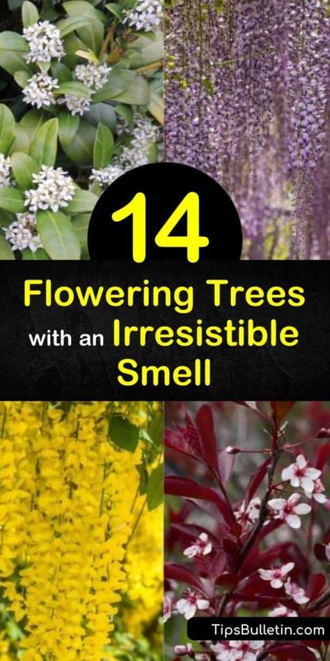 Fill the space around your home with fragrant flowers and green leaves from the early spring to late summer. Whether you want a small tree or evergreen shrub, this article has the most memorable smelling plants, like magnolia and gardenia, to incorporate around your home. #trees #fragrant #flowers Fragrant Plants Outdoors, Golden Chain Tree, Fall Container Plants, Best Scents, Backyard Flowers, Crabapple Tree, Blooming Trees, Fragrant Plant, Evergreen Plants