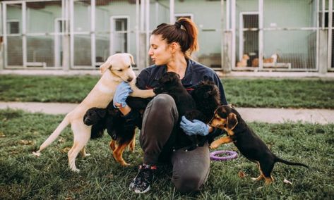 Small Animal Adoption: Adopt Dogs And Cats - FOREBLOG Kennel Technician, First Aid Cpr, Shelter Dog, Animal Adoption, Tech Job, Shelter Animals, Yorkie Puppy, Tiny Dogs, Pet Sitters