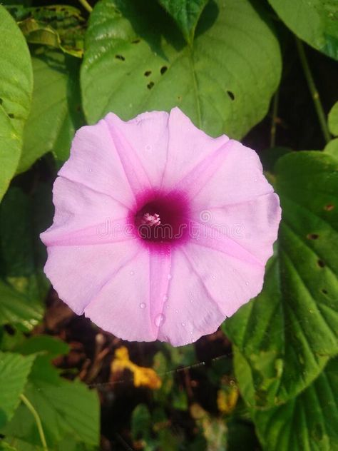 Photo about Wild flower in indian cuntry side. Image of flower, wild, cuntry - 202457843 Indian Flowers Plants, National Flower Of India, Indian Wild Flowers, Western Australian Wildflowers, Wild Flowers On The Side Of The Road, Wild Flowers, Stock Images, Siding, Flowers