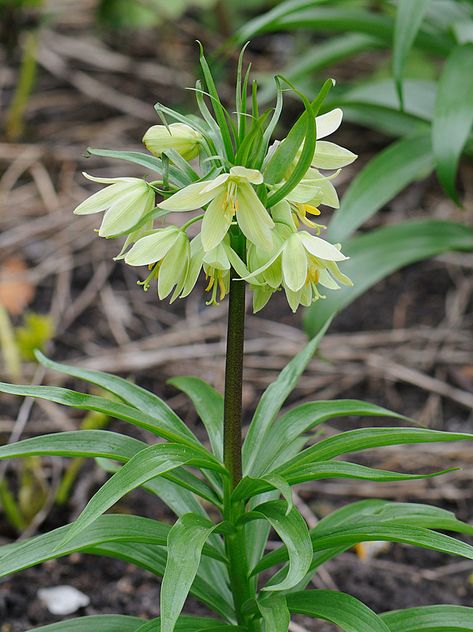 Fritillaria raddeana | The English Gardens, Regent's Park, L… | Tig | Flickr Fritillaria Raddeana, English Gardens, Regents Park, Bearded Iris, Blue Violet, English Garden, Early Spring, Dream Garden, Green Flowers