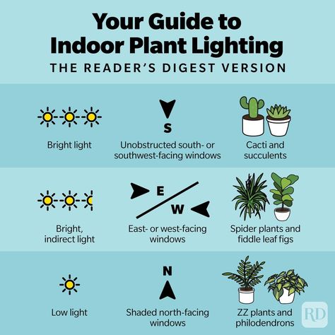 Indoor Grow Light Setup Ideas, Indoor Plants Indirect Light, Lighting For Plants Indoor, Indoor Plants Lighting, Bright Indirect Light Plants, Plant Light Guide, Direct Sunlight Plants Indoor, Light For Plants Indoor, Indoor Plant Lighting Ideas