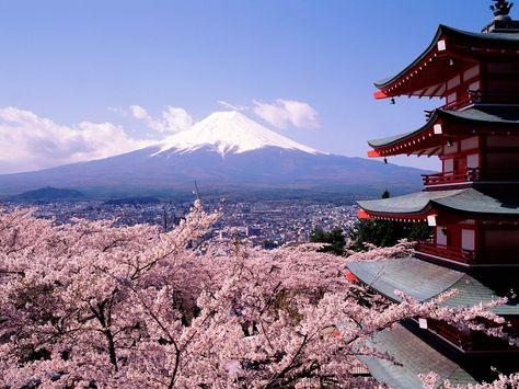 pics of japan | Fuji Japan Mount Cherry Blossoms Gunung Fuji, Japan Wallpaper, Mount Fuji Japan, Japan Cherry Blossom, Cherry Blossom Japan, Monte Fuji, Hakodate, Nara Japan, Mont Fuji