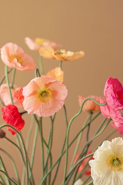 amapolas Deco Floral, Arte Floral, Poppy Flower, Beautiful Blooms, Flowers Nature, Flower Photos, Love Flowers, Happy Sunday, Pretty Flowers